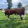 Bulling heifers Image 4