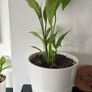 Indoor Plant Set with White Pots - Available Together or Separately Image 3