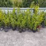 Potted Laurel and Grisilinia Image 2