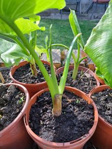 Lily calla white