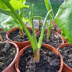Lily calla white