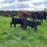 First calved Heifers Image 9