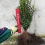 Box Hedging Image 2