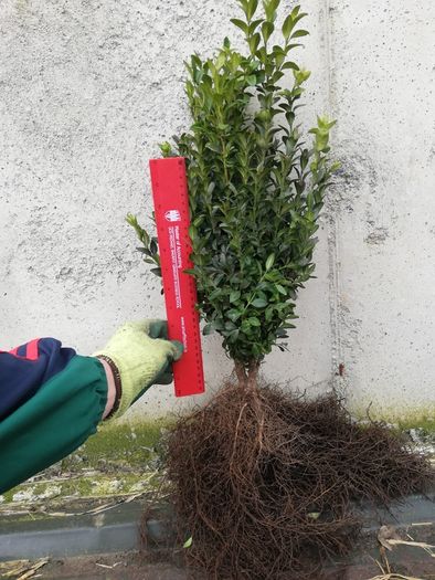 Box Hedging