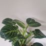 Philodendron 'Birkin' Image 2