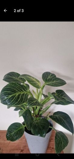 Philodendron 'Birkin'
