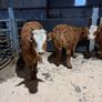Beef heifers Image 3