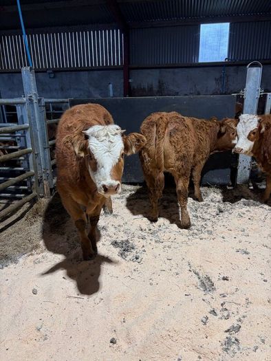 Beef heifers