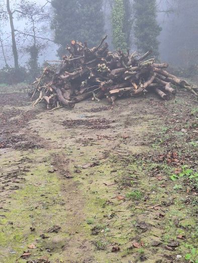 Firewood processing
