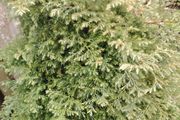 False Cypress  Tree