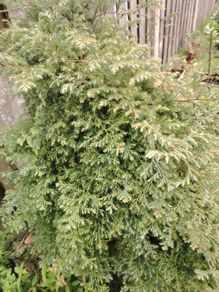 False Cypress  Tree