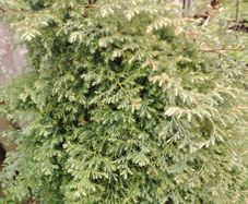 False Cypress  Tree