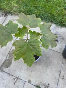 plant