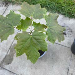 plant