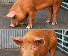Pig