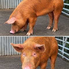 Pig