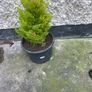 conifer wilma goldcrest Image 2