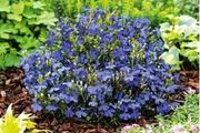 (L) Edging Lobelia Blue seeds 0.2g (180313)