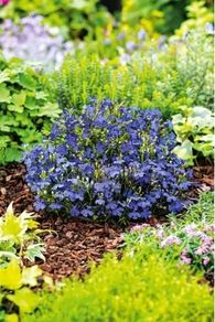 (L) Edging Lobelia Blue seeds 0.2g (180313)