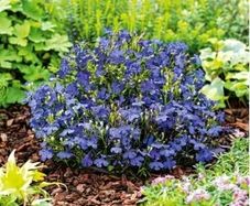 (L) Edging Lobelia Blue seeds 0.2g (180313)