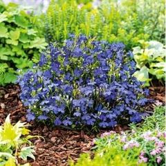 (L) Edging Lobelia Blue seeds 0.2g (180313)