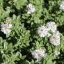 plants Image 2