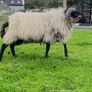Black faced mountain hogget rams Image 7