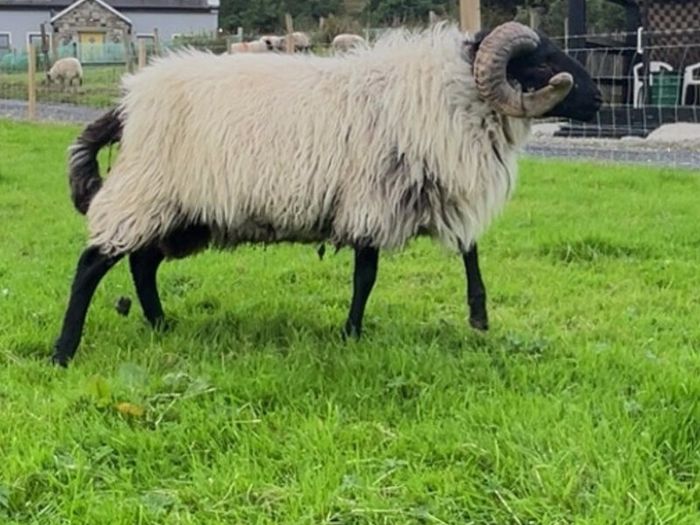 Black faced mountain hogget rams