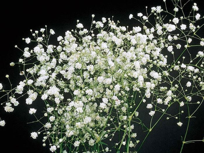 (G) Gypsophila Baby's Breath Snowflake seeds 0.2g (431892)