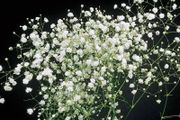 (G) Gypsophila Baby's Breath Snowflake seeds 0.2g (431892)