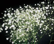 (G) Gypsophila Baby's Breath Snowflake seeds 0.2g (431892)