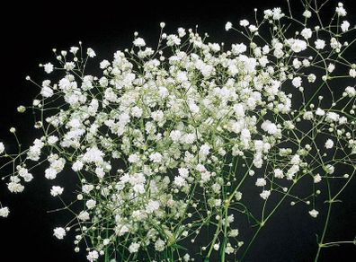 (G) Gypsophila Baby's Breath Snowflake seeds 0.2g (431892)