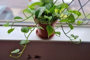 Devil's Ivy plant