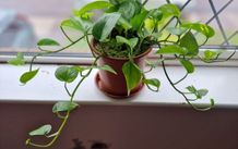 Devil's Ivy plant