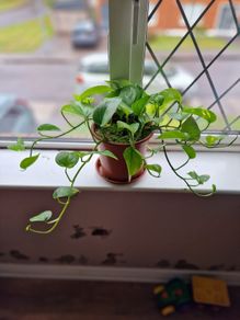 Devil's Ivy plant