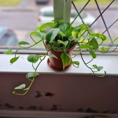 Devil's Ivy plant