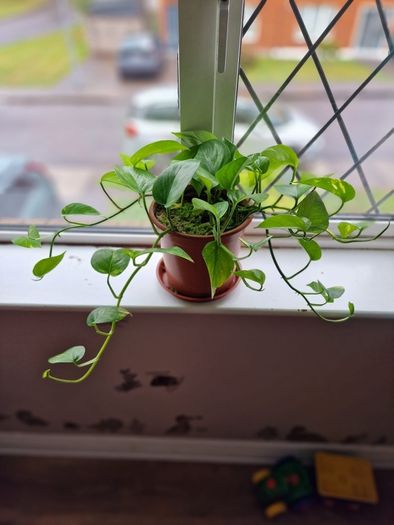 Devil's Ivy plant