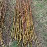Willow cuttings Image 2