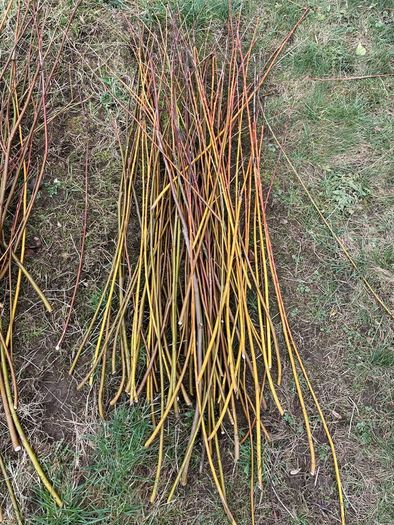 Willow cuttings