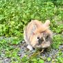 Lionhead rabbits. Image 2