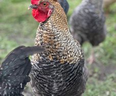 Roosters