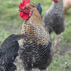 Roosters