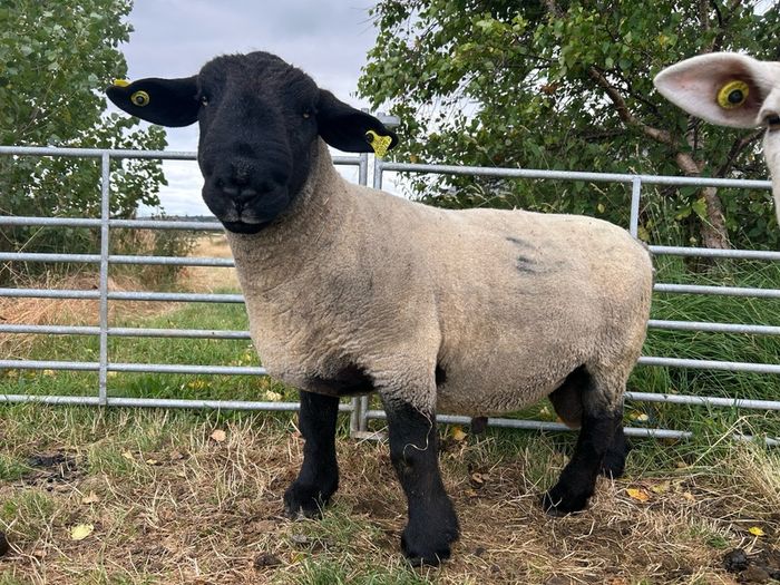 suffolk ram