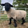 suffolk ram Image 3