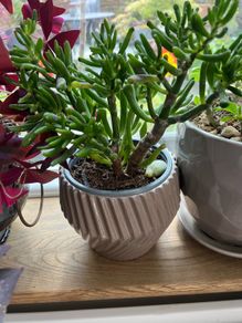 plant