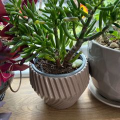 plant