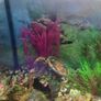 Fish tank Image 4