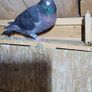 Pets Image 3