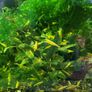 Aquarium content Image 2