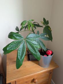 Moneytree